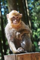 Monkey