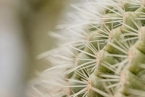 Cactus van Myrthe Vlasveld
