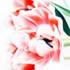 Tulpen in januari 2 van Claudia Moeckel