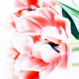 Tulpen in januari 2 van Claudia Moeckel