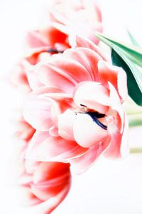 Tulpen im Januar 2