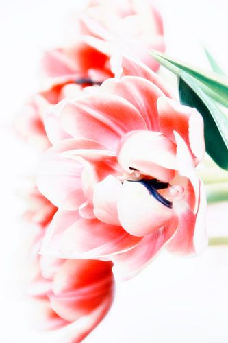 Tulpen im Januar 2 von Claudia Moeckel