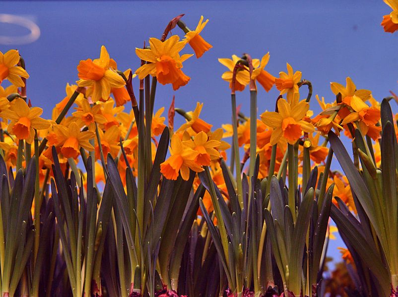 Narcissen van Edgar Schermaul