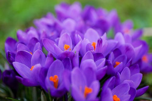 Crocussen