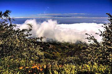 De natuur op Tenerife met widgroei en aan de horizon bewolking  en in zicht het  eiland Comera