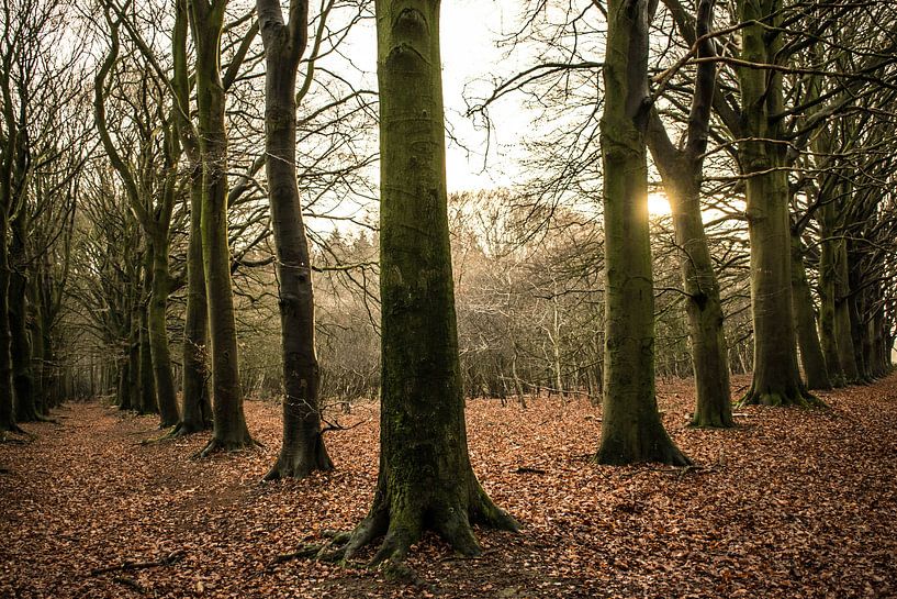 The dark forest by Robert Snoek