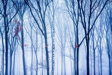 De eenzame berk in het winter bos van Nando Harmsen