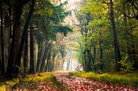 Autumn in the woods.