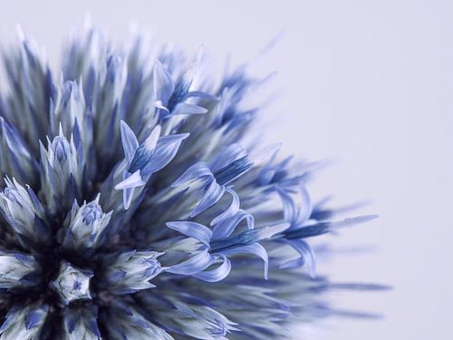 De bloemetjes van de Kogeldistel gaan open