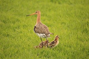Uferschnepfe mit Jungen (Nationaler Vogel)