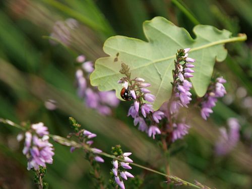 Ladybird in heather