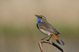 blauwborst zittend  op een tak van Petra Vastenburg