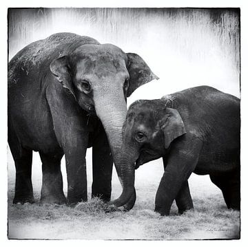 Elefant III, Debra Van Swearingen von Wild Apple
