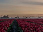 Moulins et tulipes à Groningen par Bart Achterhof Aperçu