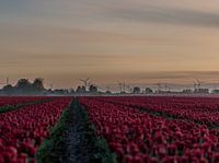 Molens en tulpen in Groningen