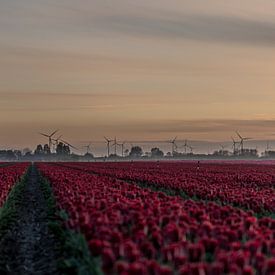 Mühlen und Tulpen in Groningen von Bart Achterhof