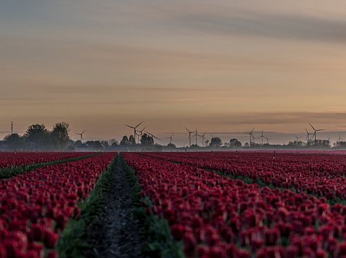 Mills and tulips in Groningen