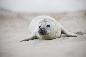 beau bébé phoque sur la plage