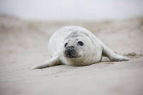 beautiful seal pup on the beach