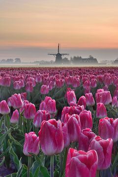 Tulpenveld bij zonsopkomst van John Leeninga