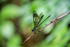 Libelle von Bram de Muijnck