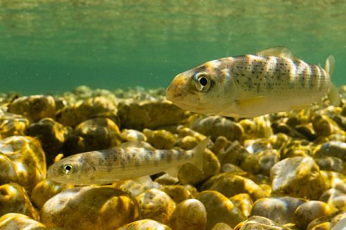 Grayling in full current Thymalus Thymalus Soča river Slovenia by Arthur de Bruin