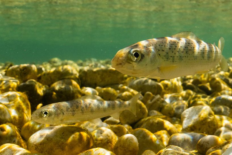 Äsche in voller Strömung Thymalus Thymalus Soča Fluss Slowenien von Arthur de Bruin