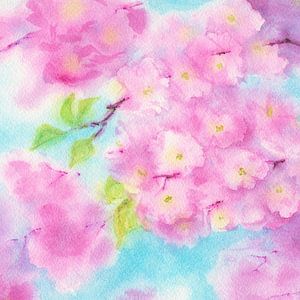 Rosa Kirschblüten quadratisch