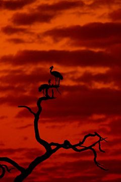 Kraanvogels in een boom tijdens de zonsondergang