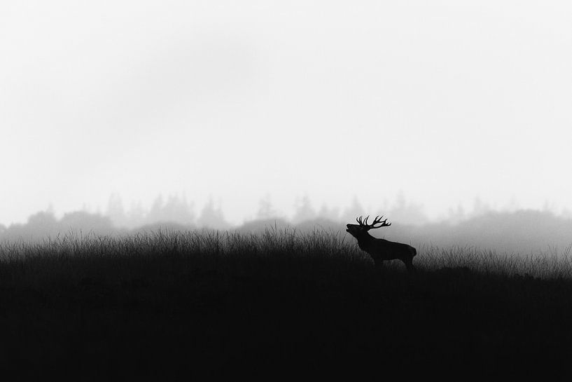 red deer by Pim Leijen