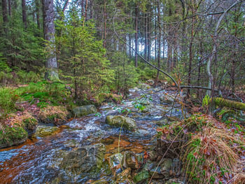 Rivière qui coule avec de beaux arbres aux couleurs vertes