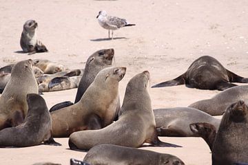 Walvis Bay sur Henk Langerak