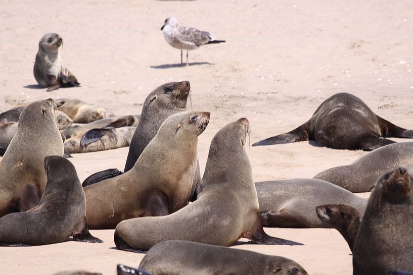 Walvis Bay by Henk Langerak