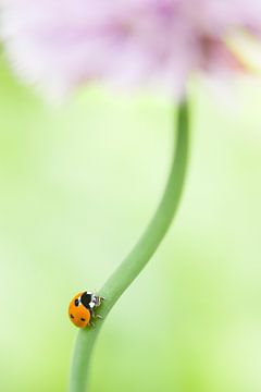 Ladybird on flower by Marlonneke Willemsen
