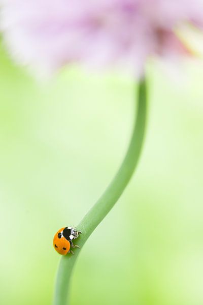 Lieveheersbeestje op bloem van Marlonneke Willemsen