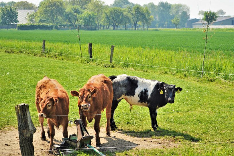 Jonge stieren in Herwijnen von Marije van der Vies