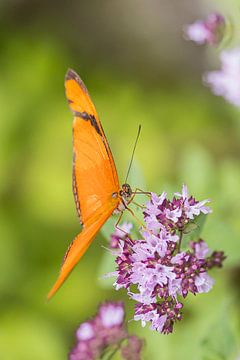 papillon passiflore à la plante à papillons sur Karin Riethoven