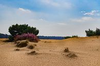 Hoge Veluwe, zandverstuiving  en bloeiende heide bij Schaarsbergen van Cilia Brandts thumbnail