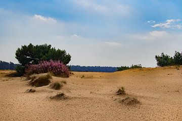 Hoge Veluwe, zandverstuiving  en bloeiende heide bij Schaarsbergen van Cilia Brandts