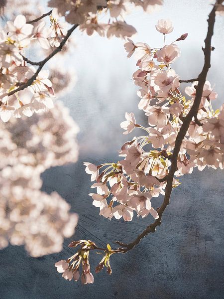 Schilderachtige lente bloesem van Rob Visser