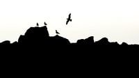 Silhouette Gulls opal coast.