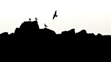 Silhouet vogels opaalkust. van Jan Linskens