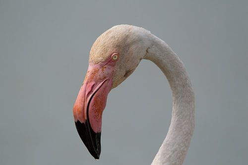Close-up head of pink flamingo