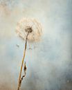 Breekbare paardenbloem in wabi-sabi stijl van Studio Allee thumbnail