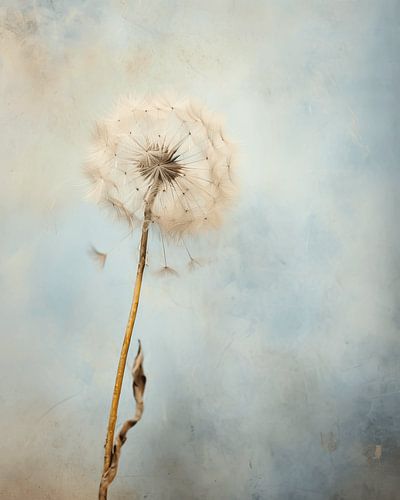 Zerbrechlicher Löwenzahn im Wabi-Sabi-Stil