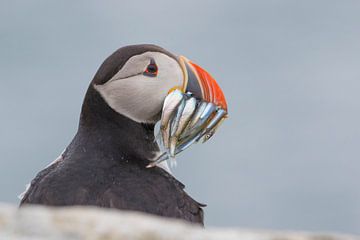 Food for the little ones by Jan-Willem Mantel