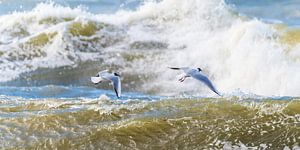 Des mouettes au-dessus de la mer du Nord agitée