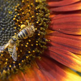 Sonnenblume mit Bienen von luc destoop