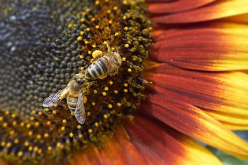 Zonnebloem met bijen van luc destoop