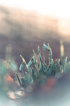 Bloemen part 492 van Tania Perneel